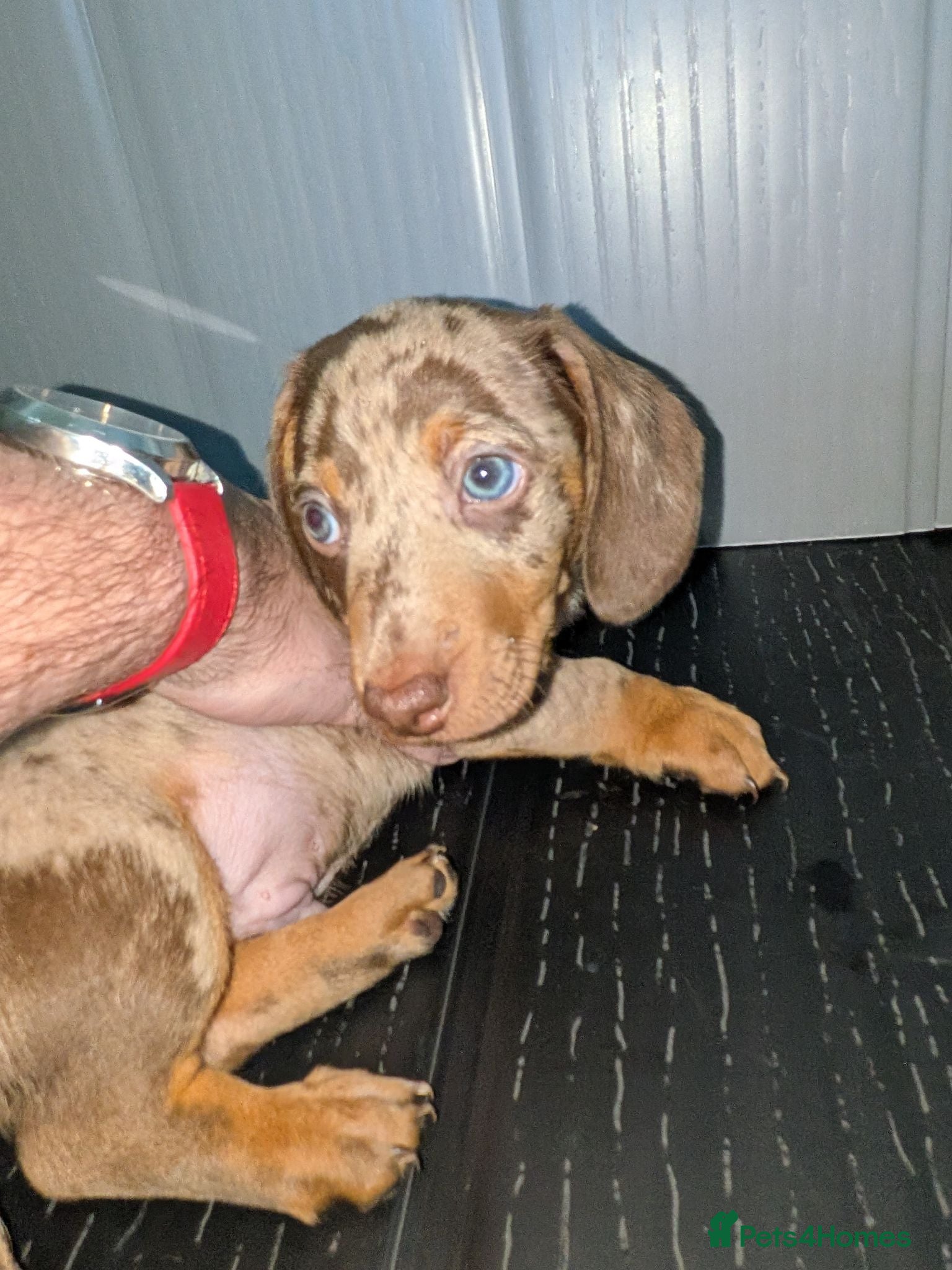 Miniature Dachshund dogs Miniature Dachshund puppies 3 left !! - Advert 2
