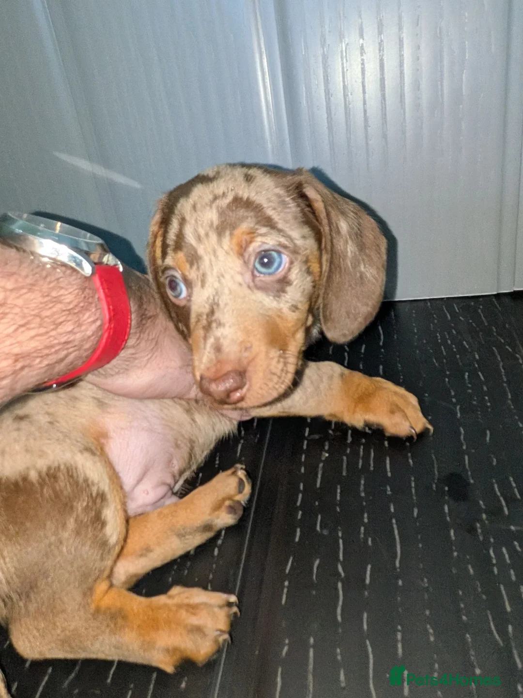 Miniature Dachshund dogs for sale: Miniature Dachshund puppies 3 left !! - Advert 1