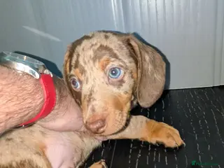 Miniature Dachshund dogs Miniature Dachshund puppies 3 left !! - Advert 2