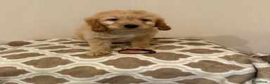Mini Goldendoodle Puppy 4