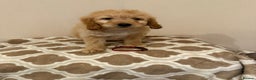 Mini Goldendoodle dogs for sale: Mini golden doodle puppies  - Advert 5