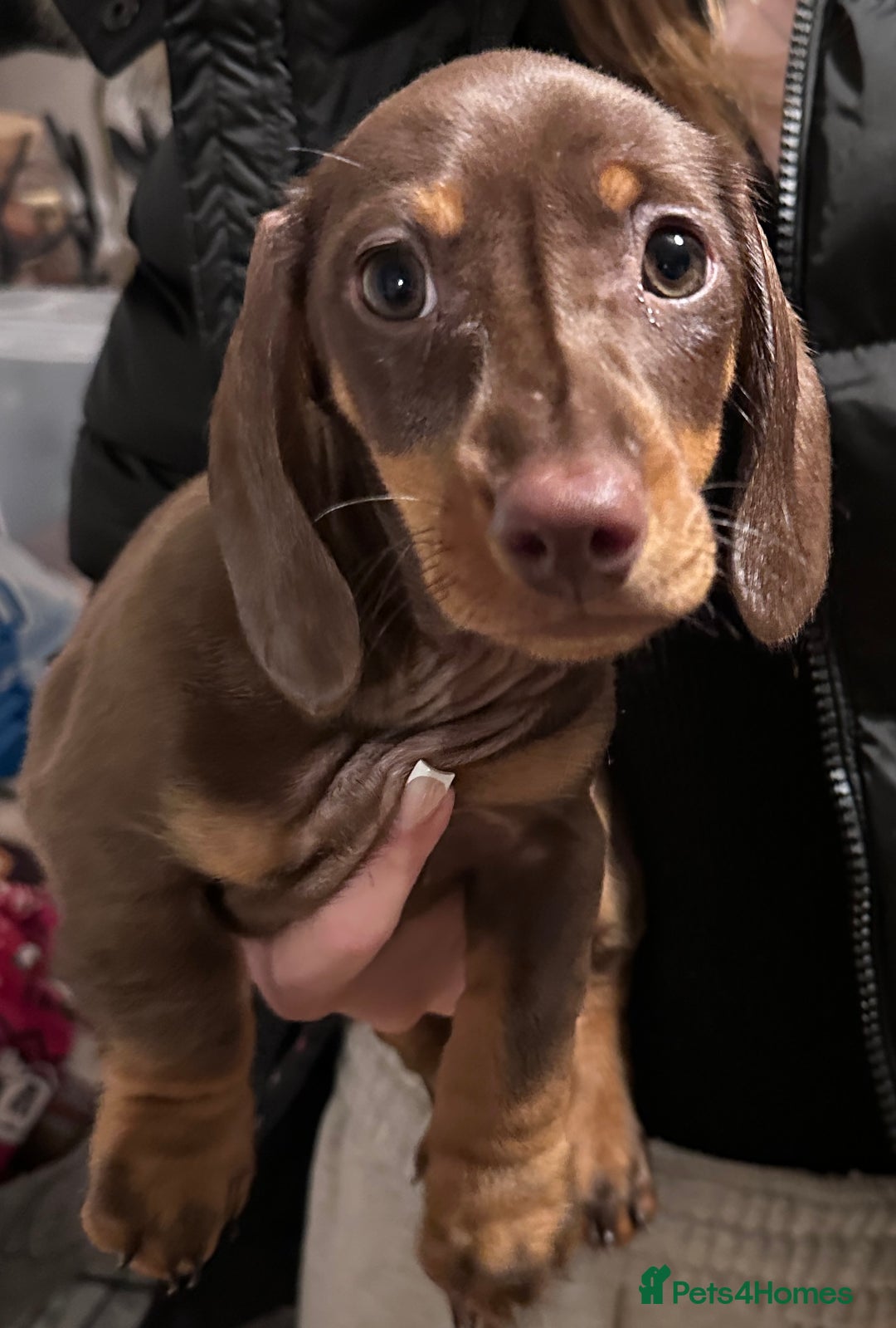 Miniature Dachshund dogs for sale: Only 1 boy  left, Due 2 being let down last minute - Image 18