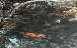 Crabs invertebrates for sale: Disco vampire crabs - Image 3