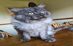 Maine Coon cats for sale: 5 maine coons  - Image 7