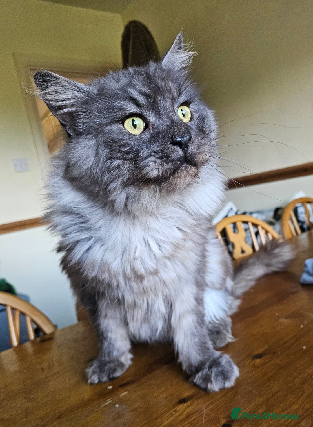 Maine Coon cats for sale: 5 maine coons  - Image 7