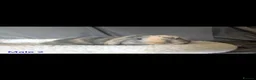 Mini Lop rabbits for sale: Stunning mini lop babies - Advert 21