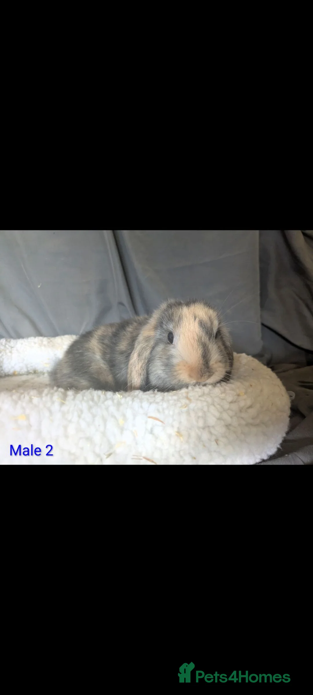 Mini Lop rabbits for sale: Stunning mini lop babies - Advert 21
