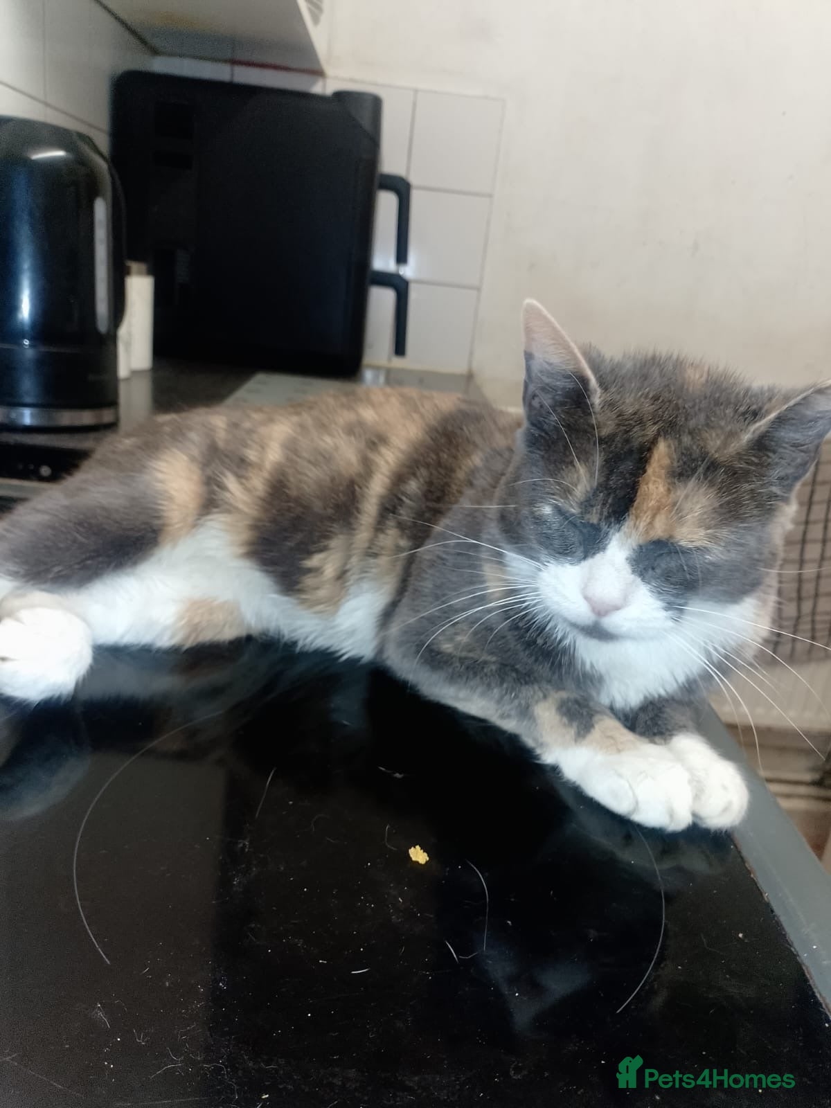 Turkish Van cats for sale: Turkis van  - Advert 9