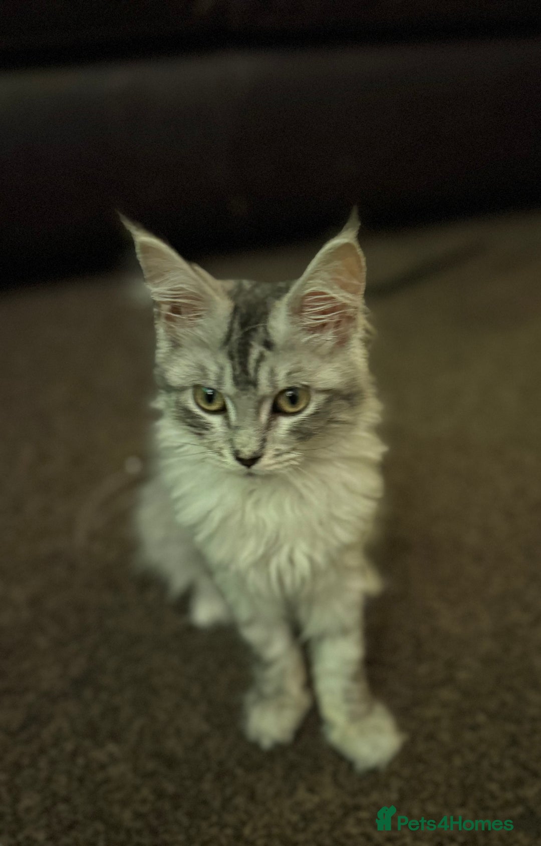 Maine Coon cats for sale: Female Mainecoon for sale - Image 3
