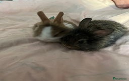 Mixed Breed rabbits for sale: Rabbits - Image 1