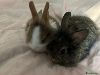 Mixed Breed rabbits for sale - Advert 1