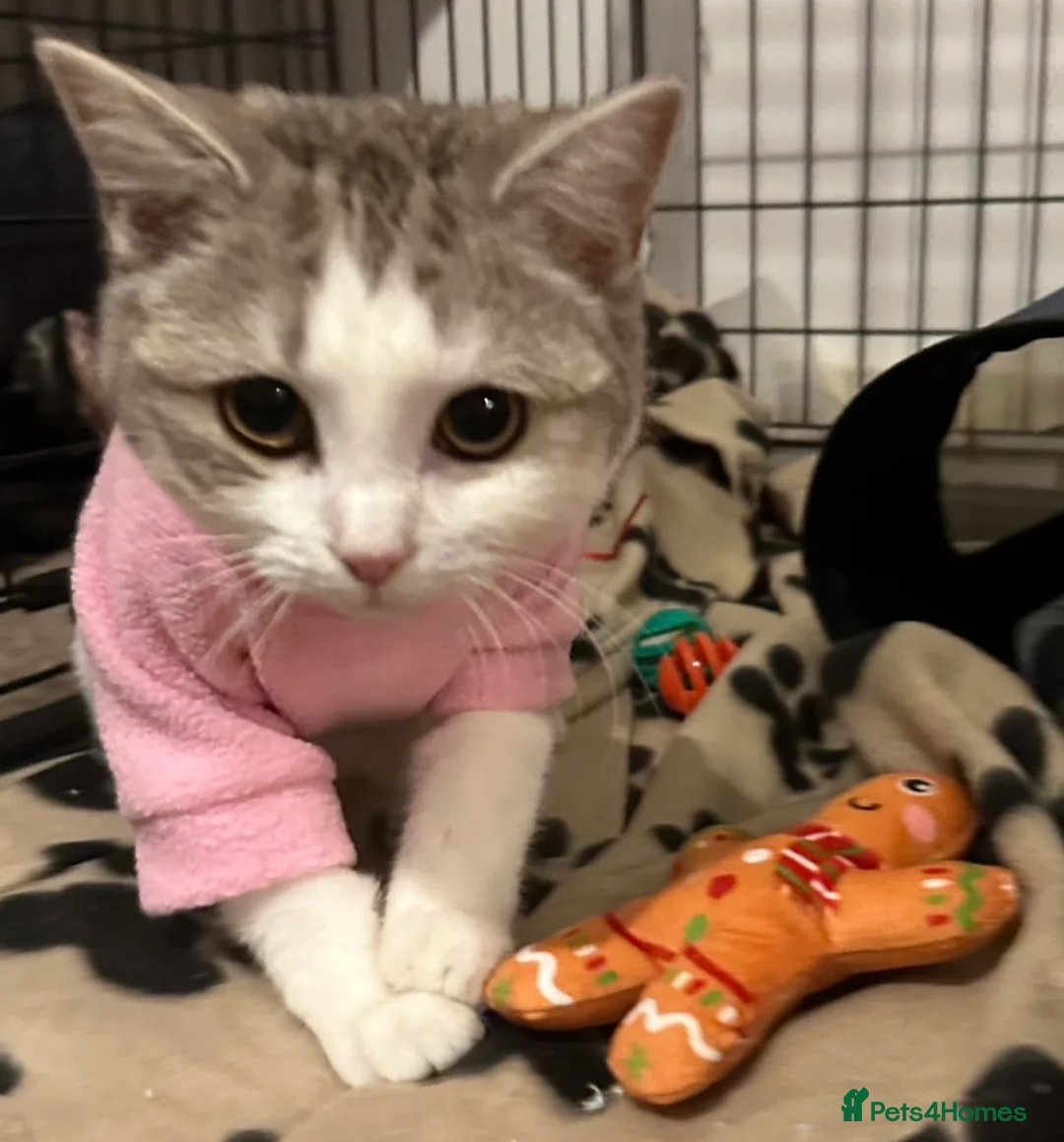 Mixed Breed cats for sale: 2 year old Scottish Straight X girl - Advert 7