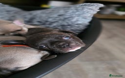 Mixed Breed dogs for sale: French bulldog x Chihuahua puppies - Image 14