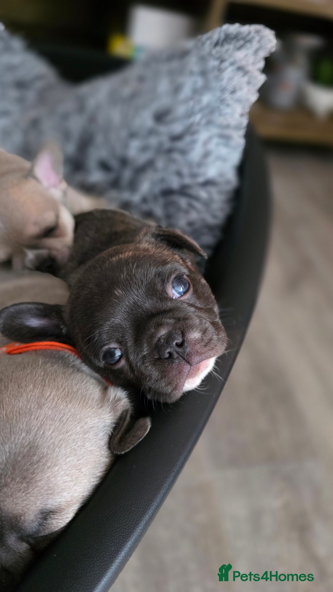 Mixed Breed dogs for sale: French bulldog x Chihuahua puppies - Image 14