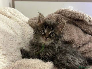 Maine Coon cats Stunning Maine coon cubs for sale - Advert 2