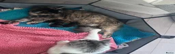 Maine Coon cats for sale: Boy and girl - Advert 1