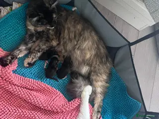 Maine Coon cats Boy and girl - Advert 3