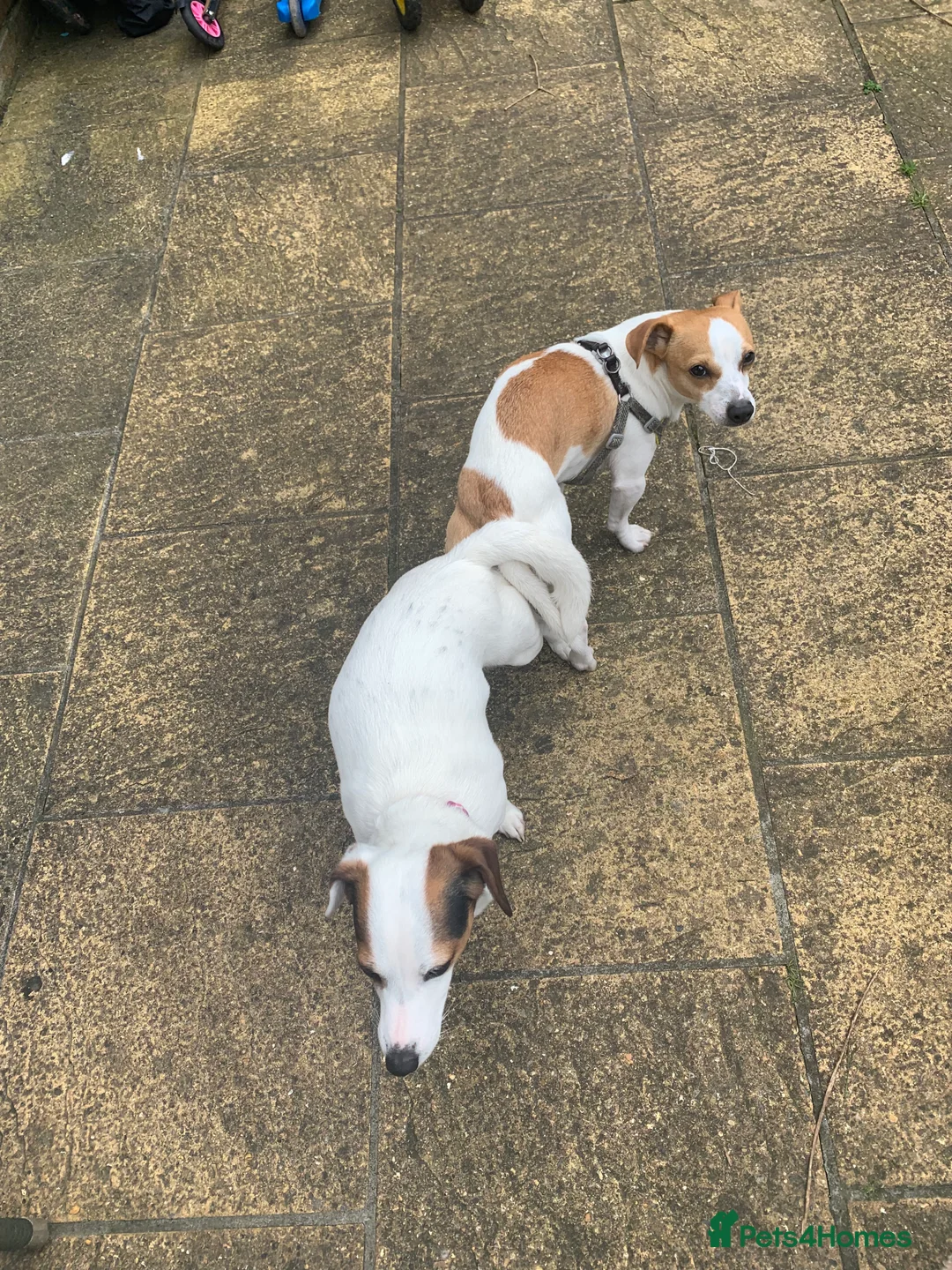 Jack Russell dogs for stud: Handsome Tan miniature Jack Russell for stud in Hemel Hempstead - Advert 9