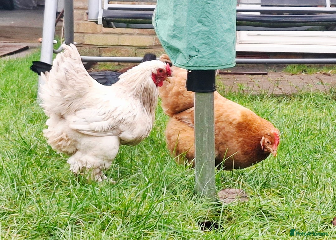 Chickens poultry for sale: Shamo Hen, Brahma Bantam Rooster & a hybrid. - Advert 3