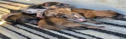 Mixed Breed dogs for sale: Outstanding Shibapoos 3 left  - Advert 2