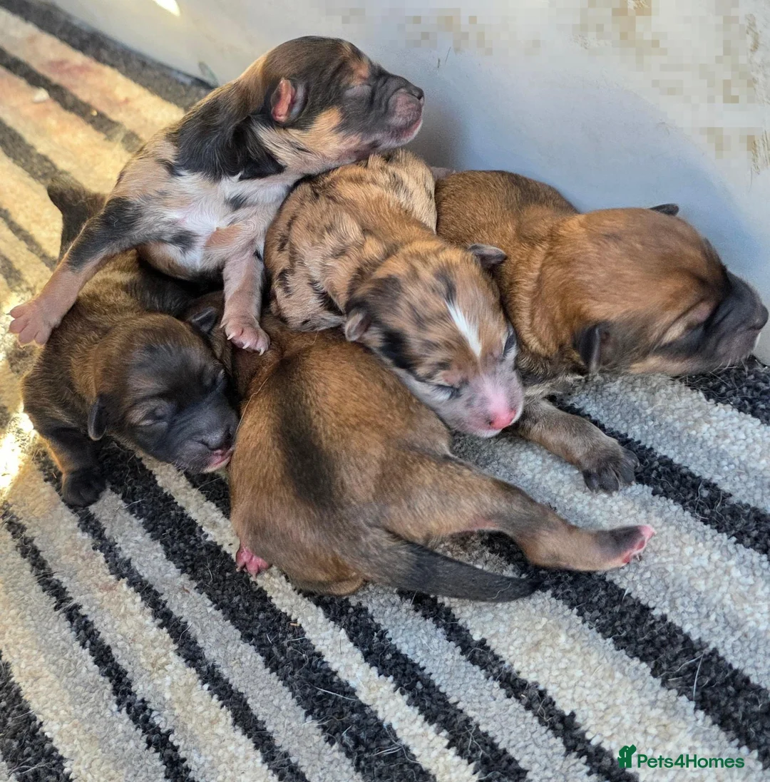 Mixed Breed dogs for sale: Outstanding Shibapoos 3 left  - Advert 2