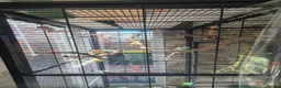 Parakeets birds for sale: Mixed indoor aviary closing in Preston - Advert 4