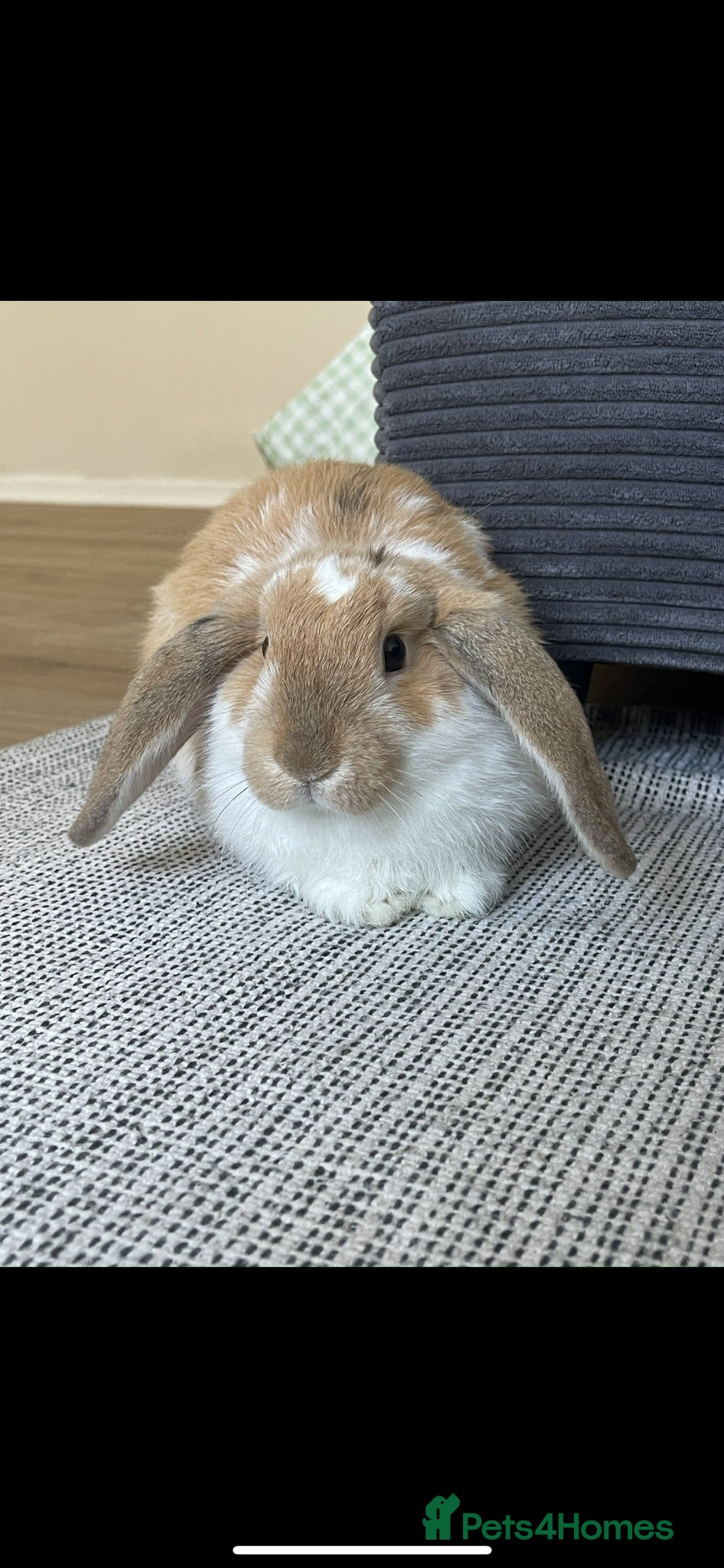 Mini Lion Lop rabbits 2-Year-Old Mini Lop Rabbit 🐇 - Advert 1