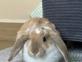 Mini Lion Lop rabbits 2-Year-Old Mini Lop Rabbit 🐇 - Advert 1
