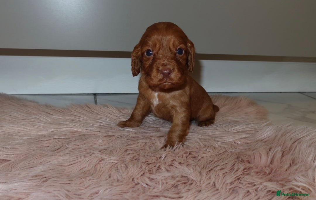 Cocker Spaniel dogs for sale: Gorgeous KC cocker spaniel puppies  - Advert 20