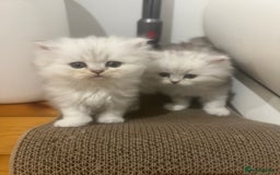 Persian cats for sale: Persian chinchilla kittens - Image 25