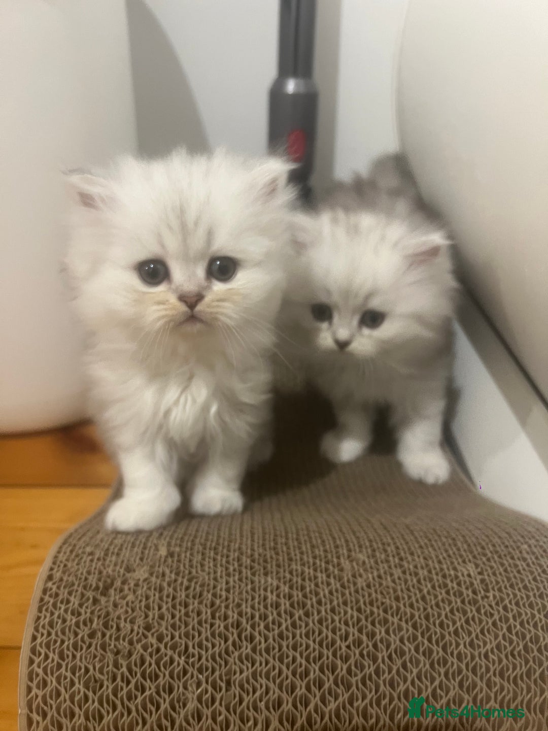 Persian cats for sale: Persian chinchilla kittens - Image 25