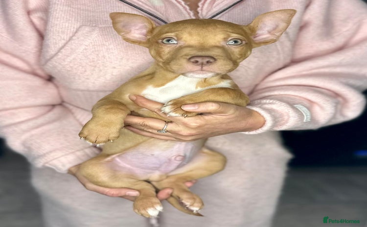 Mixed Breed dogs - Advert 3