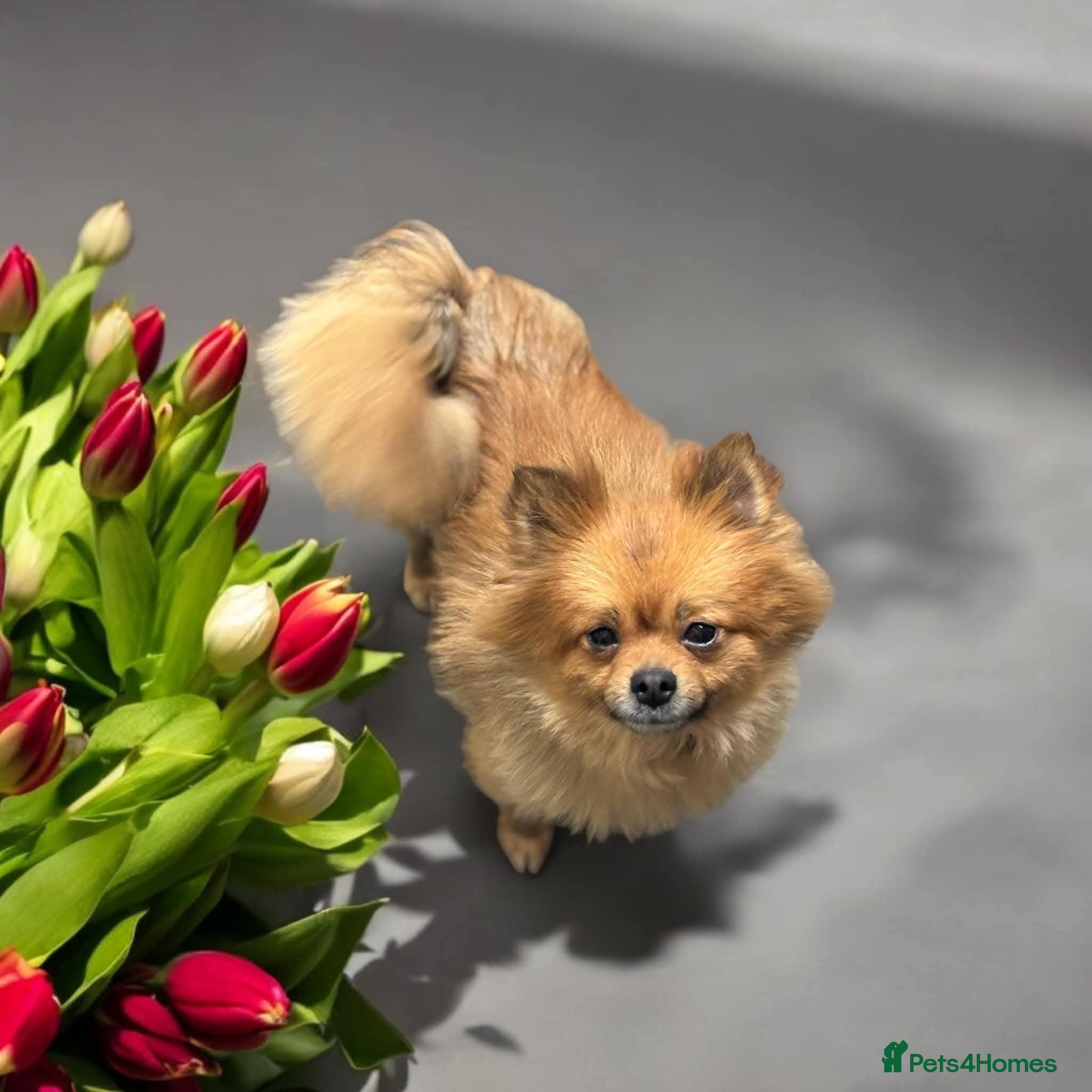 Pomeranian dogs Pomeranian male pet only  - Advert 2