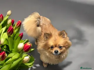 Pomeranian dogs Pomeranian male pet only - Advert 2