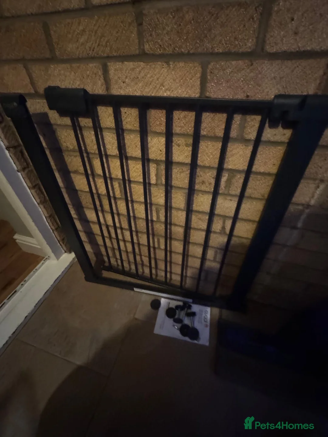 Maltipoo dogs for sale: F1 MALTIPOO PUPPY BOY Cream Colour 10 Weeks Old - Advert 5