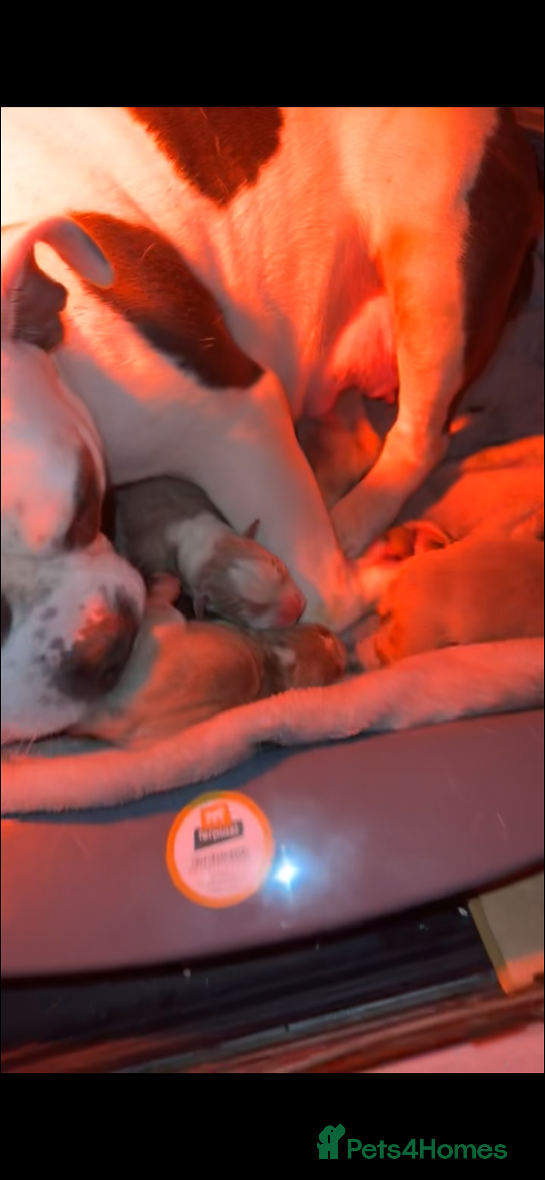 American Bully dogs for sale: POCKET BULLY PUPPYS  - Advert 7