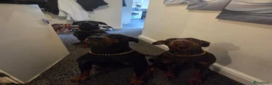 Dobermann 1