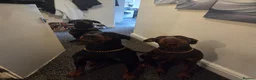 Dobermann dogs for sale: Male Doberman Puppies  - Advert 2