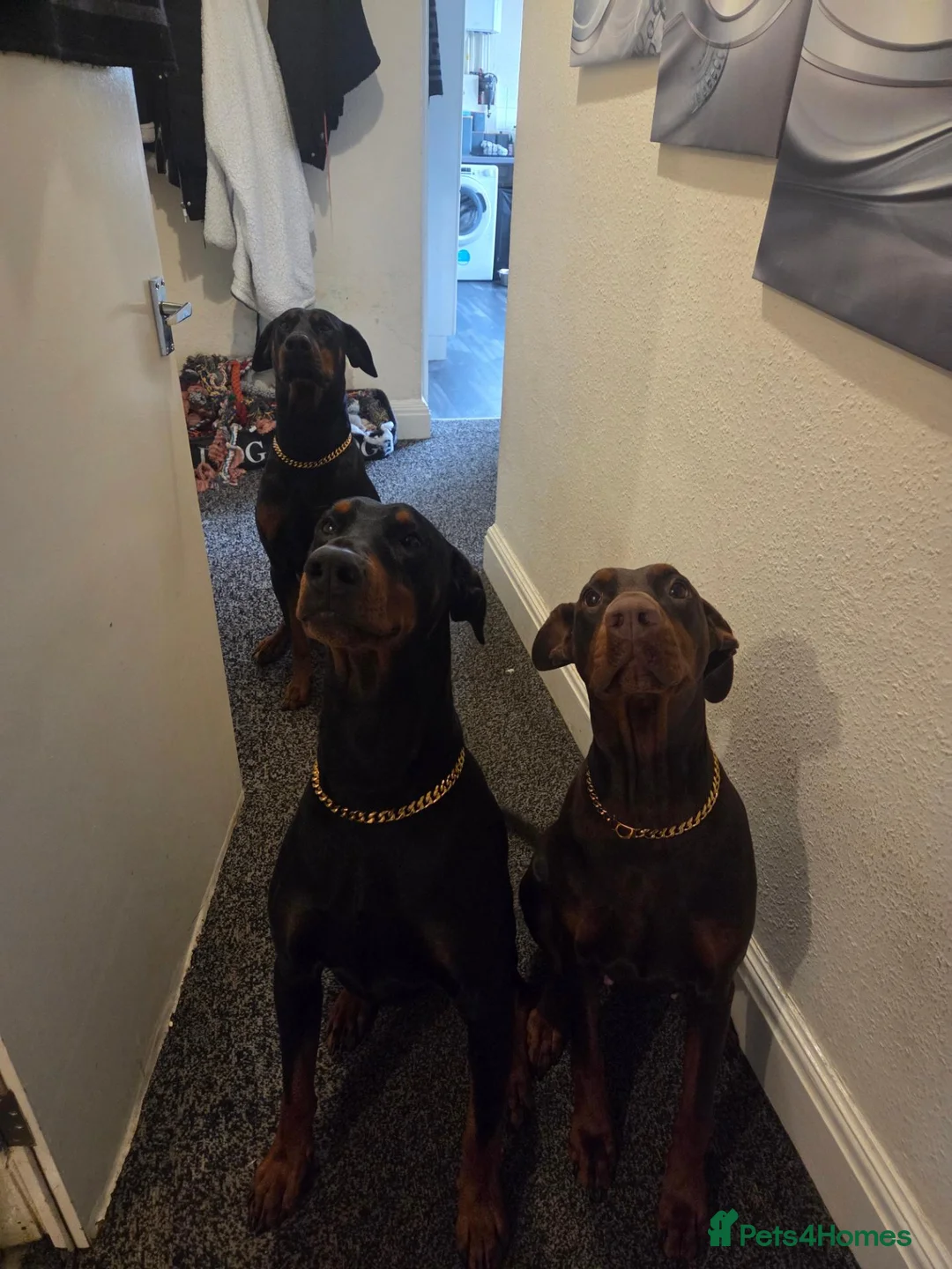 Dobermann dogs for sale: Male Doberman Puppies  - Advert 2
