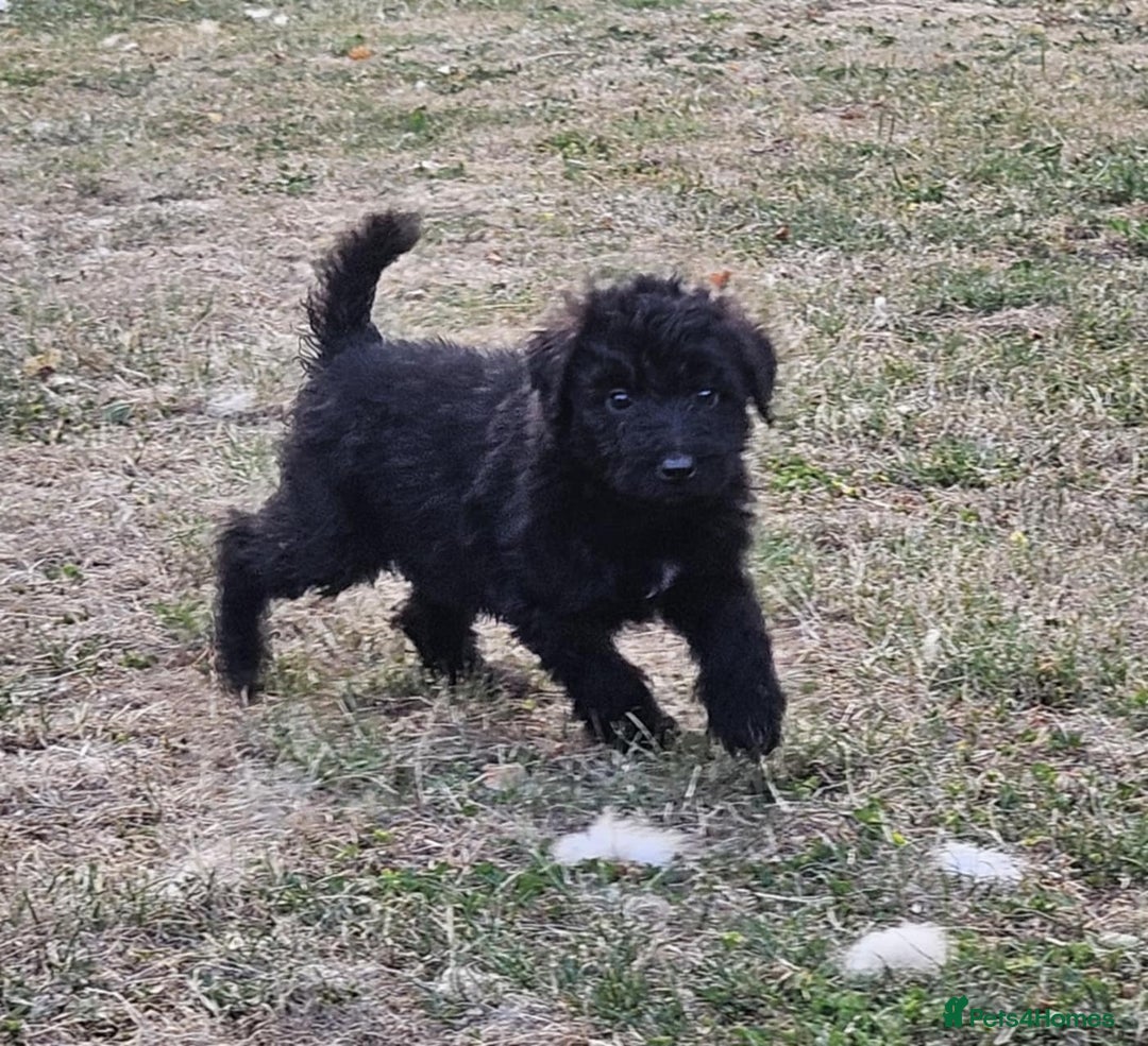Mixed Breed dogs for sale: F1 Shepadoodle Puppies in Boston - Image 7