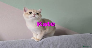 British Shorthair cats - Advert 11
