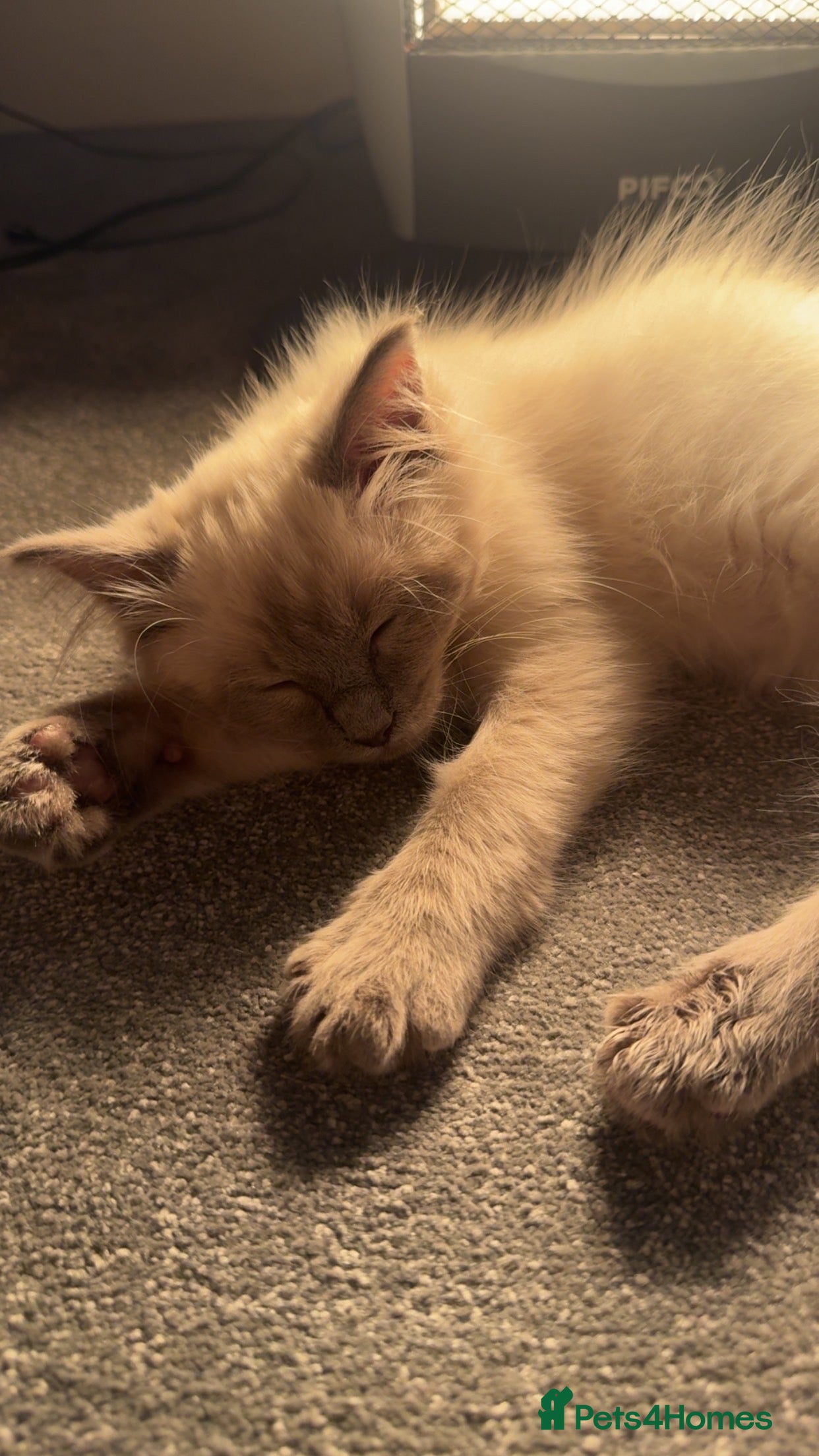 Ragdoll cats Male kitten for sale- to leave asap - Advert 4