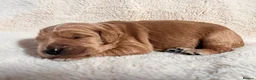Goldendoodle dogs for sale: GoldenDoodle F1b  - Advert 9