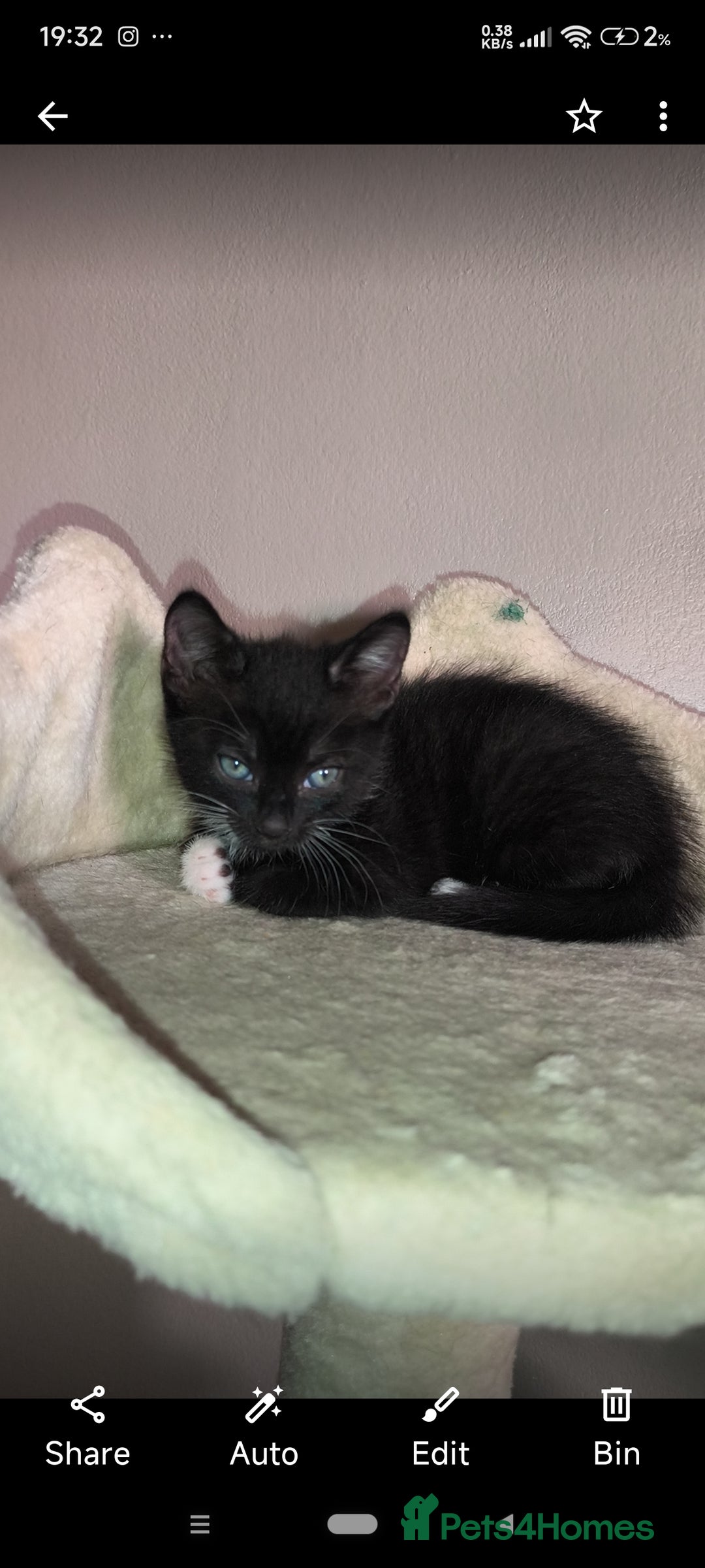 Mixed Breed cats for sale: 4 beautiful kittens - Image 3