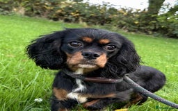 Cavalier King Charles Spaniel dogs for sale: Stunning DNA CLEAR Cavalier Pups - Image 2
