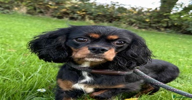 Cavalier King Charles Spaniel dogs - Advert 13