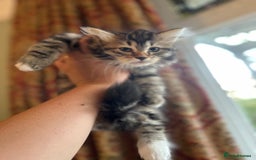 Siberian cats for sale: TICA Hypoallergenic Siberian Kittens family raised - Image 15