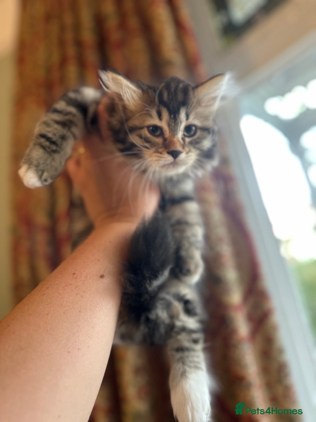 Siberian cats for sale: TICA Hypoallergenic Siberian Kittens family raised - Image 15