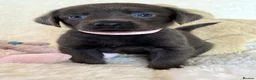 Labrador Retriever dogs for sale: Health Tested KC Registered Labrador Pups - Advert 32