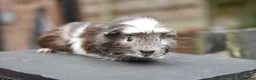 Guinea Pig rodents for sale: Baby Guinea Pigs Looking For New Homes - Advert 18
